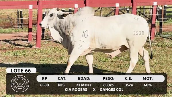 Lote LOTE 66