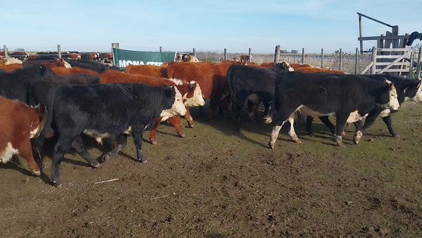 Lote 61 Terneros/as EN GRAL LAMADRID