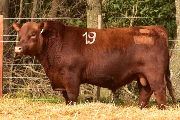 Lote TOROS ANGUS PC