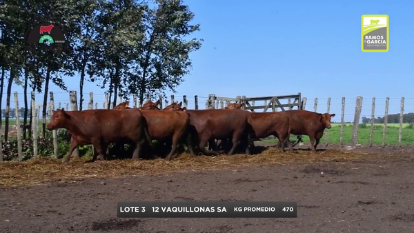 Lote Vaquillonas
