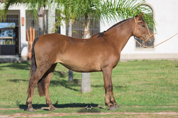 Lote RP 92 - Estirpe