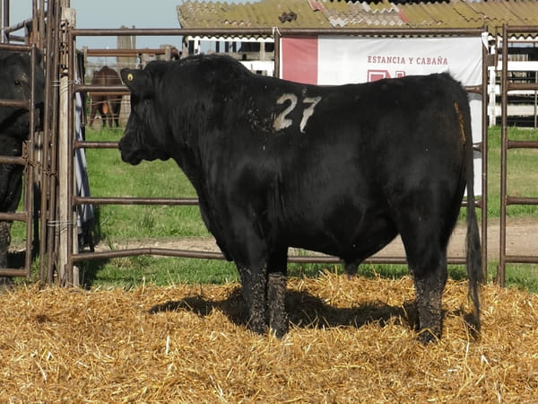 Lote TOROS ANGUS NEGROS PC