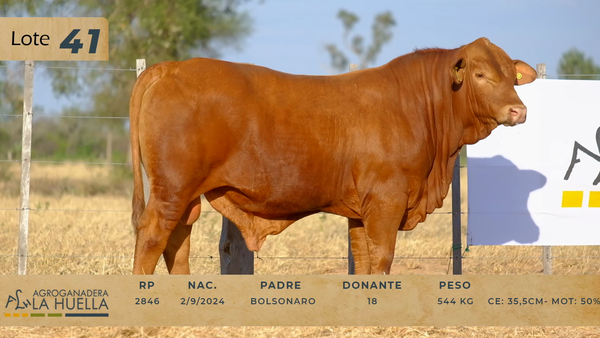 Lote LOTE 41