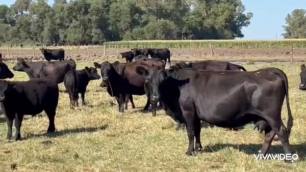 Lote 130 Terneros en Navarro, Buenos Aires