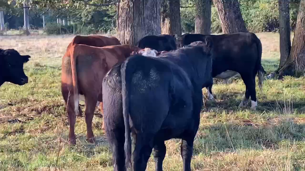 Lote 40 Novillo Gordo en X Región Los Lagos, Puyehue