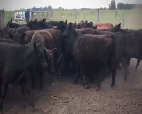 Lote 60 Vaquillonas en Tandil, Buenos Aires