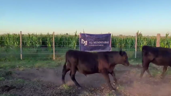 Lote 30 TERNS. MACHOS Y HEMBRAS, DAIREAUX, BS. AS.