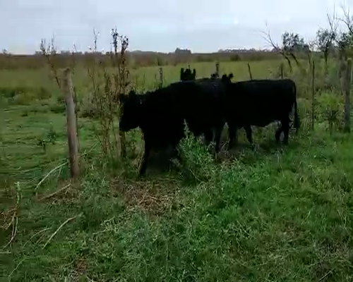 Lote 3 Vacas en Brandsen, Buenos Aires