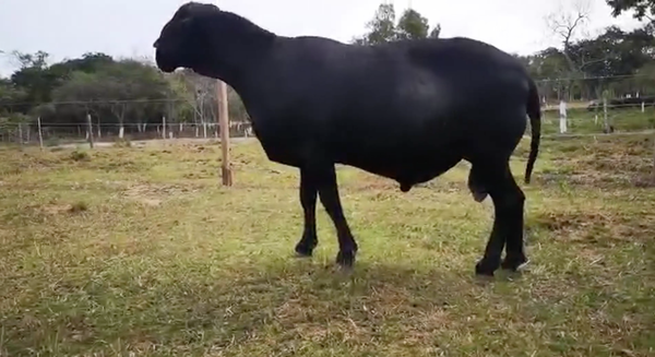 Lote Macho P2 136kg -  en Loma Grande