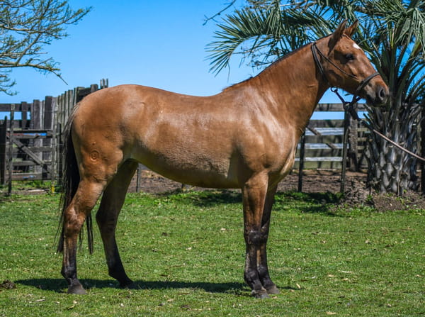 Lote Marca La Calavera