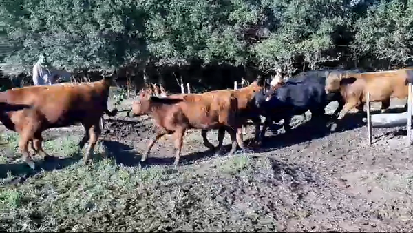 Lote 18 Terneras ANGUS - LIMOUSIN - CARETAS 200kg -  en RADIAL JUAN LACAZE