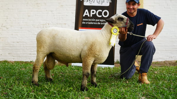 Lote Hampshire Down Expo Internacional 2022 - Lote 23