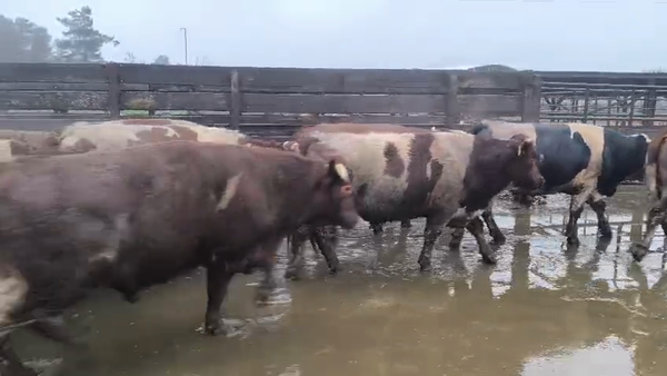 Lote 45 Novillo Gordo en Los Ángeles, VIII Región Biobío
