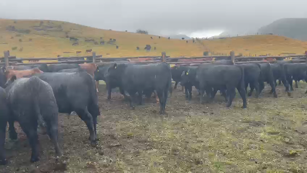 Lote 50 Ternero en Coyhaique, XI Región Aysén