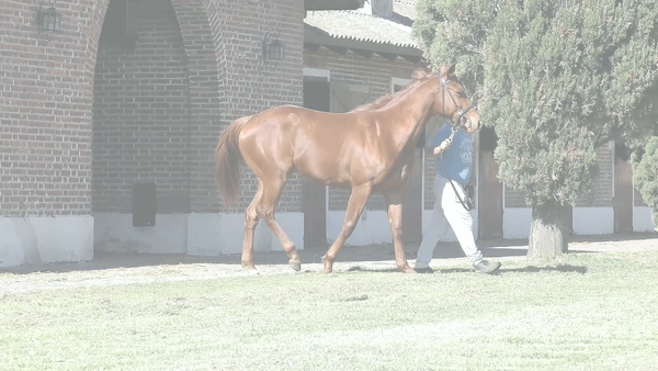 Lote CAMDEN (WINNING PRIZE -  CAMELLIA)