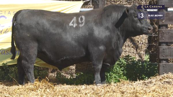 49 40296N* — TOROS ANGUS PURO CONTROLADO