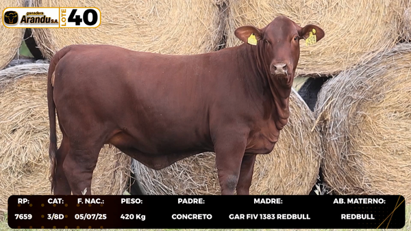 Lote LOTE 40