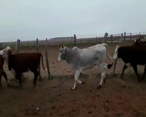 Lote 40 Vaquillonas en Esquina, Corrientes