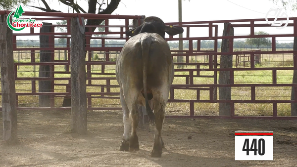 Lote Brahman