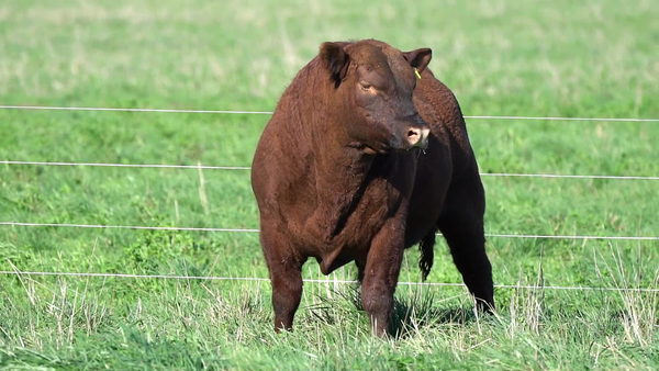 Lote TORO
