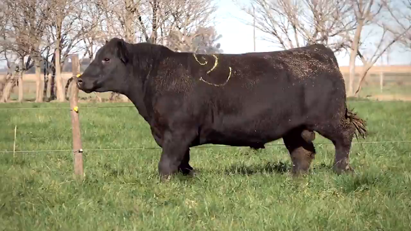 Lote Toros PP y PC a campo con DEPs
