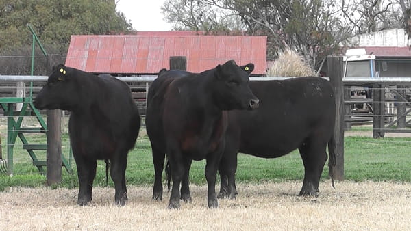Lote VAQ. ANGUS PC PARICION OTOÑO