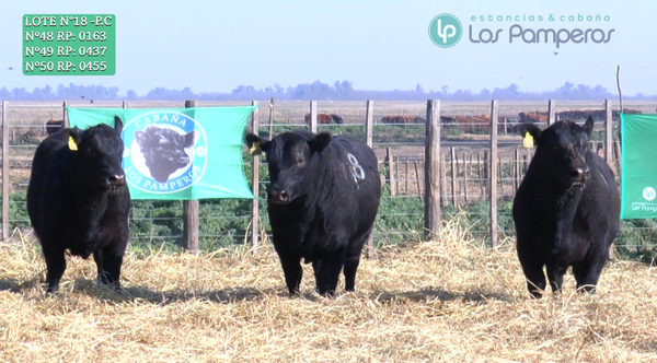 Lote TOROS PUROS CONTROLADOS