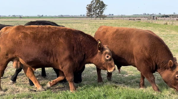 Lote CABAÑA SAN ISIDORO