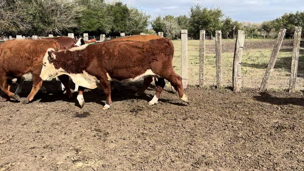  VACAS DE INVERNADA