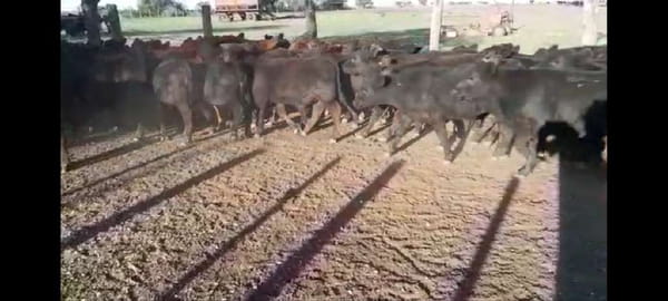 Lote 87 Terneros/as en Villaguay, Entre Ríos