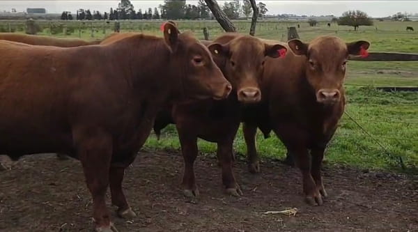 Lote Cabaña El Progreso
