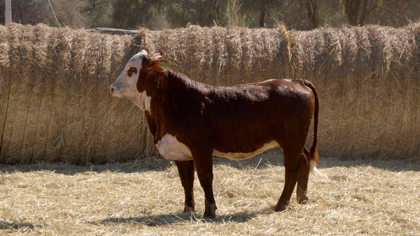 Lote HEMBRAS Remate Nucleo Genbra
