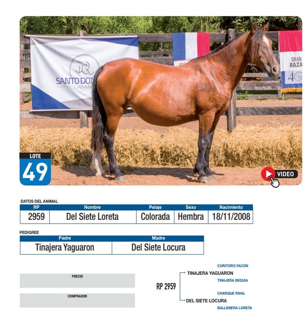 Lote Del Siete Loreta