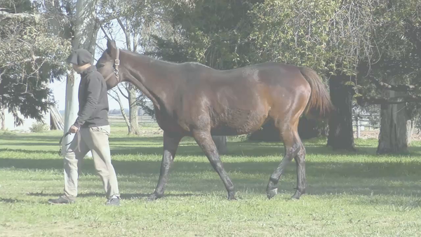 Lote VICTORY RED (MANIPULATOR -  VICTORY STRIPES) Preñez por  LE BLUES