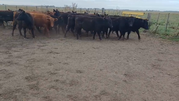 Lote 22 Novillos EN OLAVARRÍA