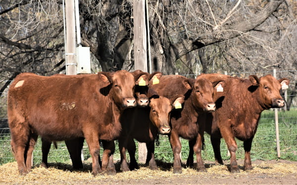 Lote "Cabaña ""La Marianita"" Vaquillonas PC"
