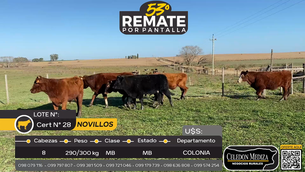 Lote 8 Novillos en La Horqueta, Colonia