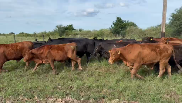 Lote 100 Novillitos