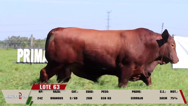 Lote LOTE 63