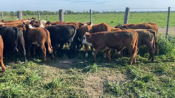 Lote 30 Terneros Britanicos en Mauá, Santa Fe