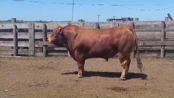 Lote TORO PI - RP 72