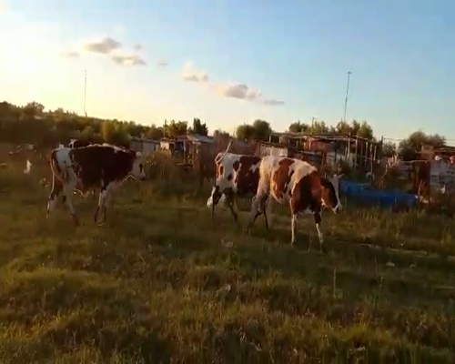 Lote (Vendido)6 Novillos NORMANDO 300kg -  en SAN RAMON