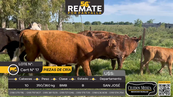 Lote 10 Piezas de cría en José Ignacio, San José