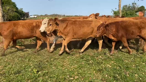 Lote 34 Vaquillonas en Virasoro, Corrientes