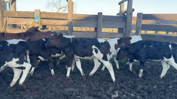 Lote TERNEROS