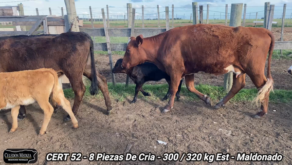 Lote 8 Piezas de cría en Maldonado