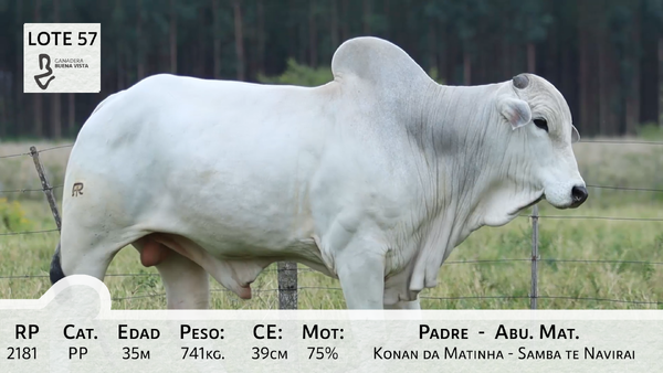 Lote LOTE 57