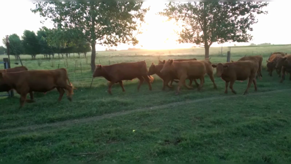 Lote 47 NOVILLITOS, AZUL, PCIA. DE BS. AS.