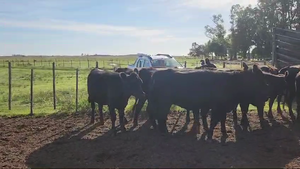 Lote 10 Vaquillonas P/ entorar en Magdalena, Buenos Aires