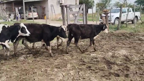 Lote 20 Novillitos Holando Argentino en Seeber, Córdoba.